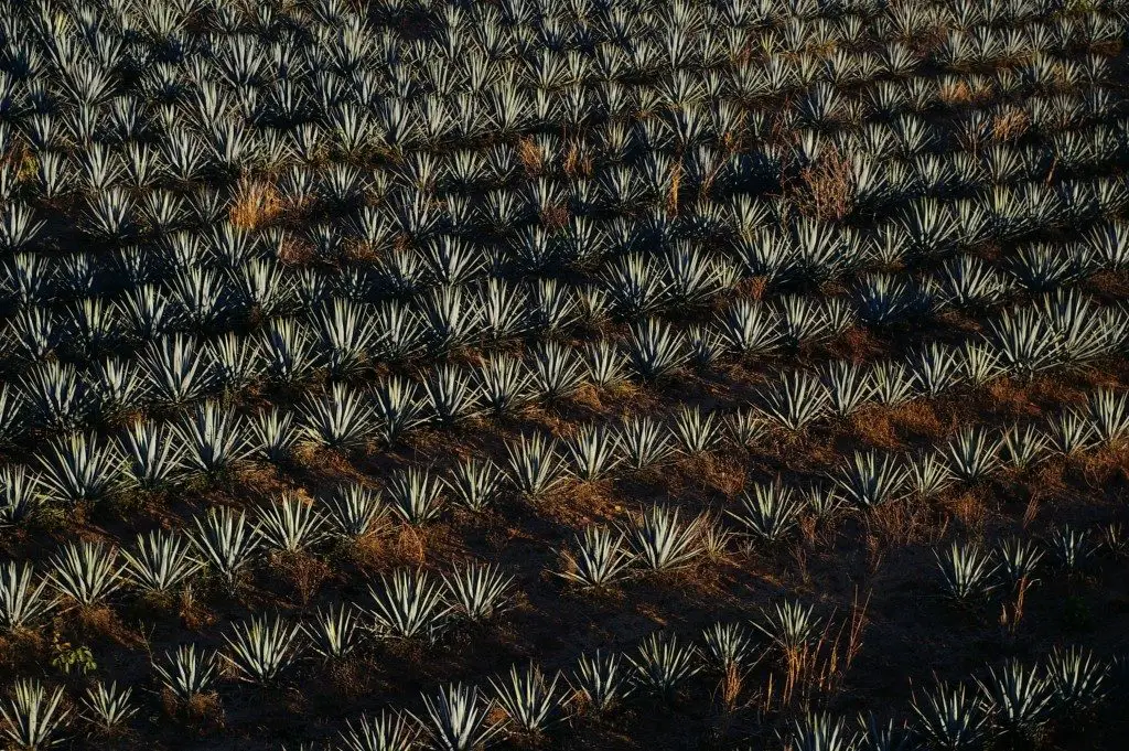 agave azul mexico produccion