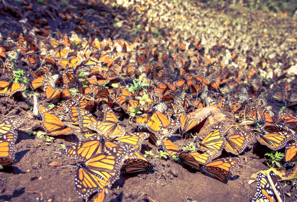 santuario de las mariposas monarcas