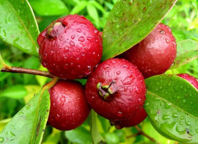 Conocida como guayabafresa, es una pequeña y sabrosa fruta nativa de las regiones boscosas