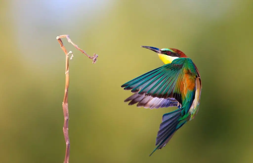 que tipo de movimiento puede identificar en el vuelo de un colibri