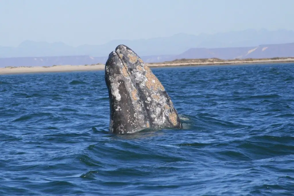 costo de avistamiento de ballenas en los cabos