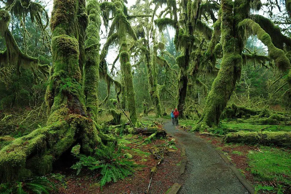 Hoh Rainforest, Washington, USA