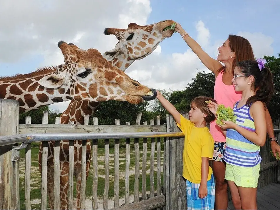 Sitios turísticos en Miami: Zoo de Miami