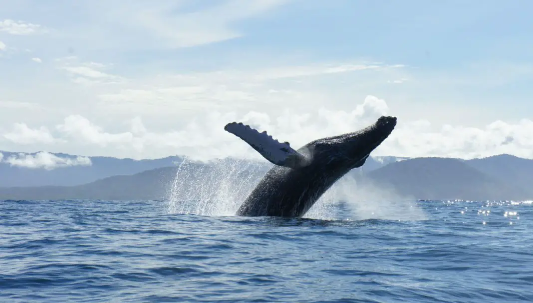 Tours de avistamiento de ballenas en Bahía Solano