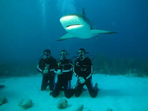 nager avec les requins est dangereux