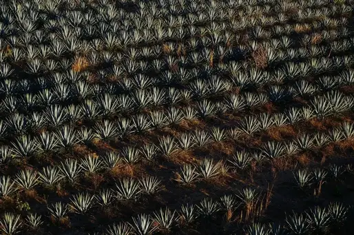 production d'agave bleu mexique