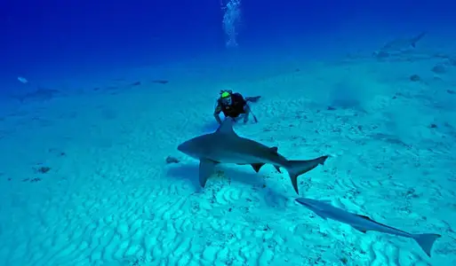 cancun requins