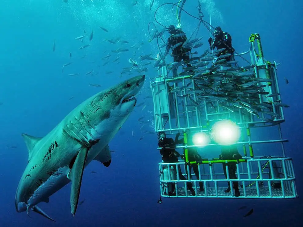 donde ver tiburones estando en una jaula