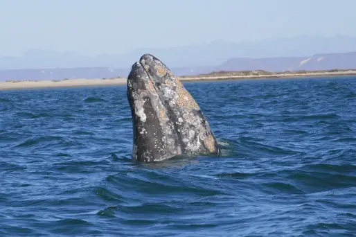 prix de l'observation des baleines Ã  los cabos