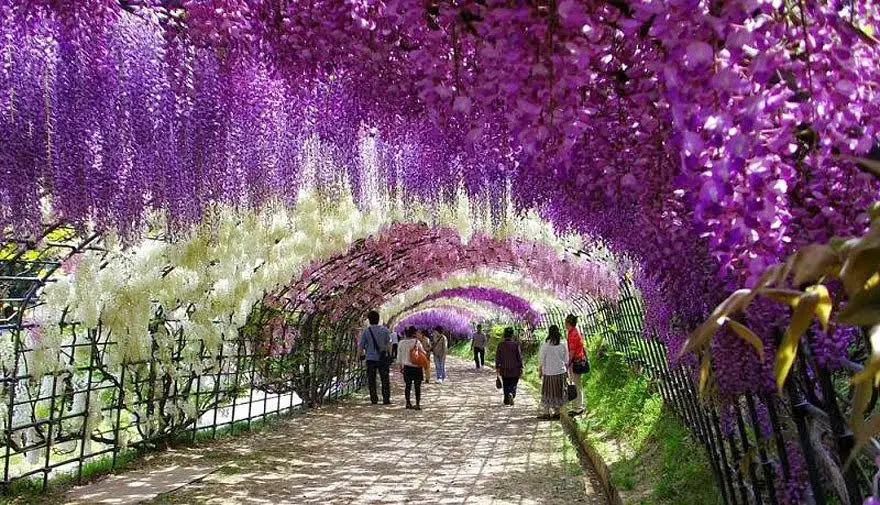 Túnel de glicina en los jardines de Kawachi Fuji, Japón
