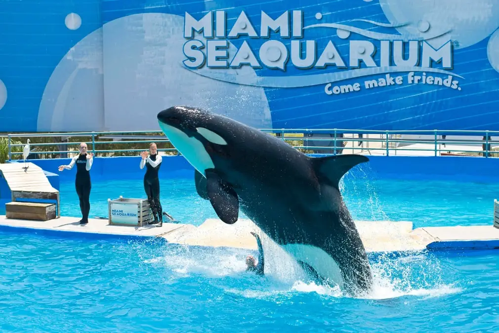 Qué ver en Miami: Miami Seaquarium
