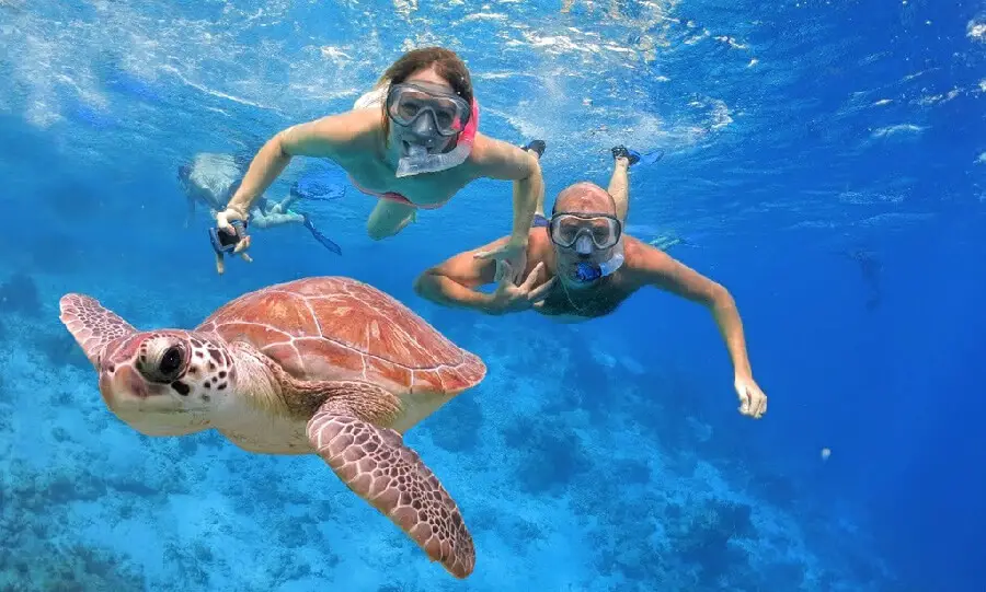 Nado con tortugas en Riviera Maya: Akumal