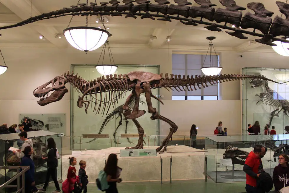 Museos que debes visitar en New York: Museo de historia natural