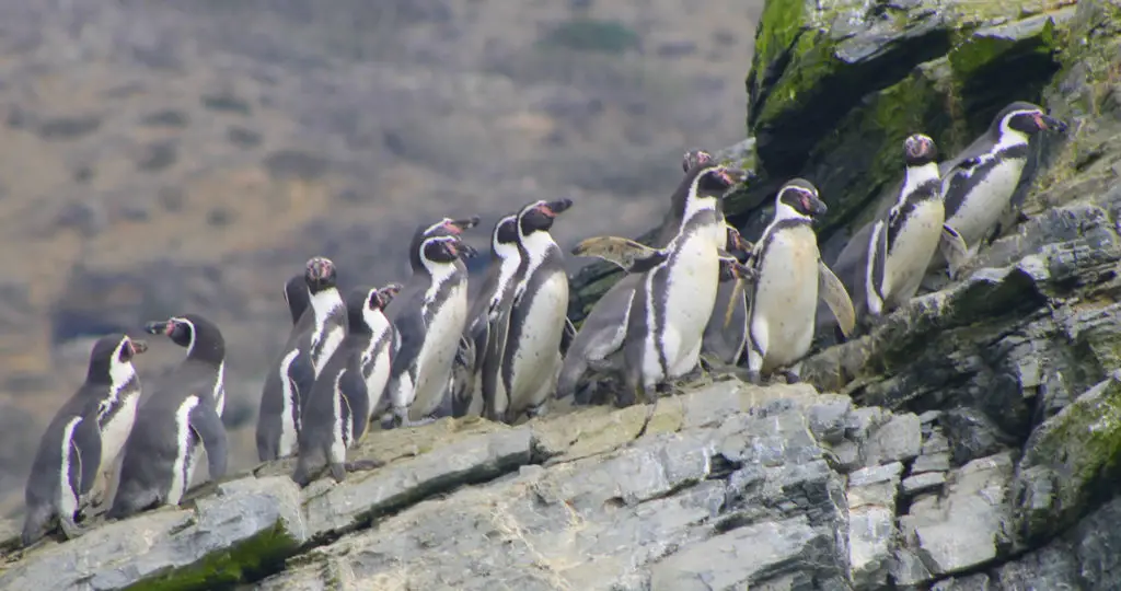 Reserva Pinguino de Humboldt