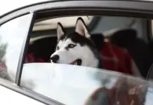 Cómo viajar con tu mascota