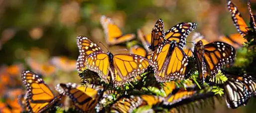 Papillons monarques au Mexique