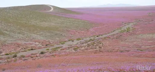 DÃ©sert fleuri d'Atacama