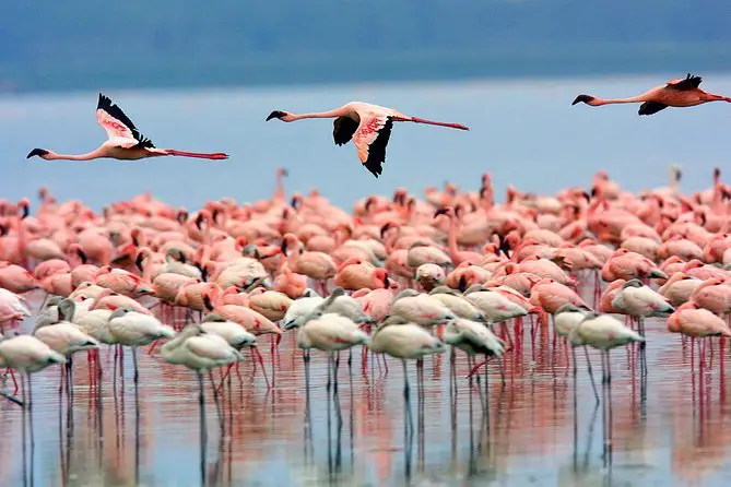 Parques Nacionales de Kenia, África
