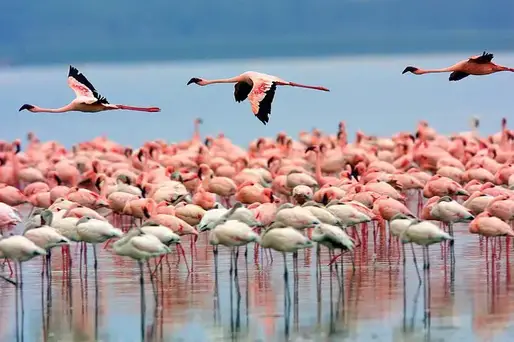 Parcs nationaux du Kenya, Afrique